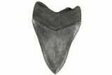 Bargain, Fossil Megalodon Tooth - South Carolina #186657-2